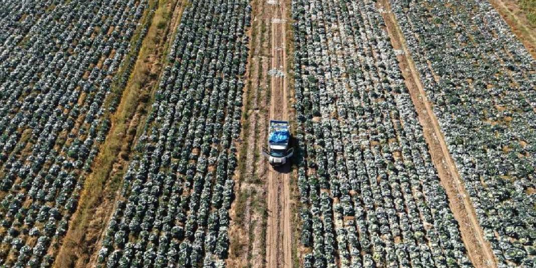 Ata tohumundan üretildi, rekor verim sağladı! Coğrafi işaretli üründe güldüren hasat: Tanesi 150 TL’den satılıyor 2